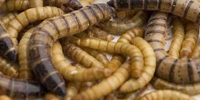 How Hosokawa Solutions Support Insect Processing
